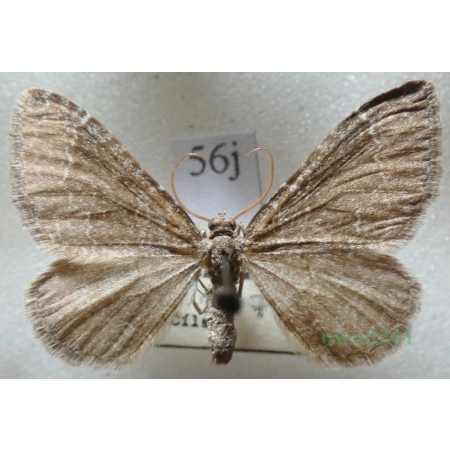 Cataclysme riguata (Hübner, 1813) Obmytek falisty Czech56j